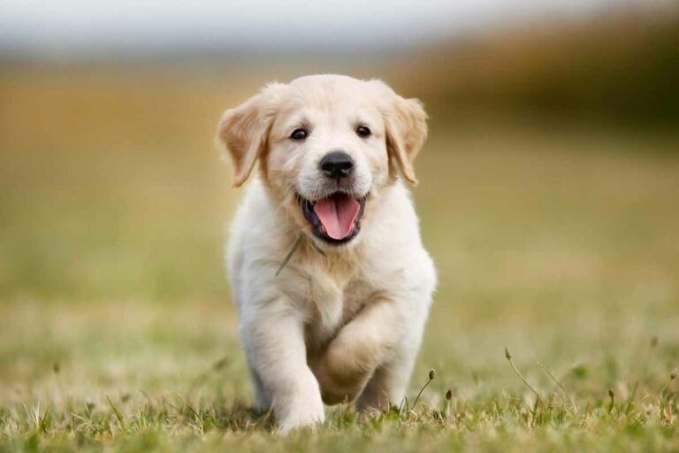 Potty Training Your Puppy - St. Louis