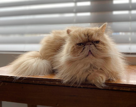 Tumbleweed cat on windowsill regal majesty cat