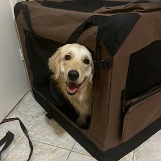 Retriever in her crate