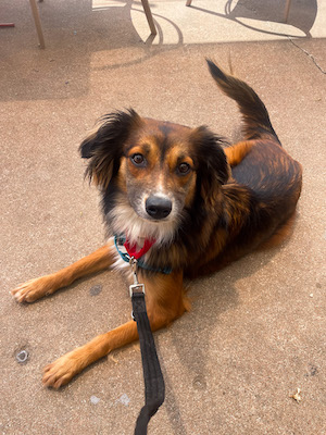 Cute dog down stay outside at coffee shop 