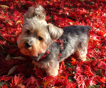 Yorkie puppy in red fall leaves