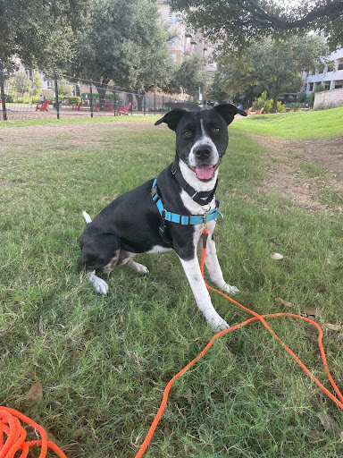 Dog training at The Domain