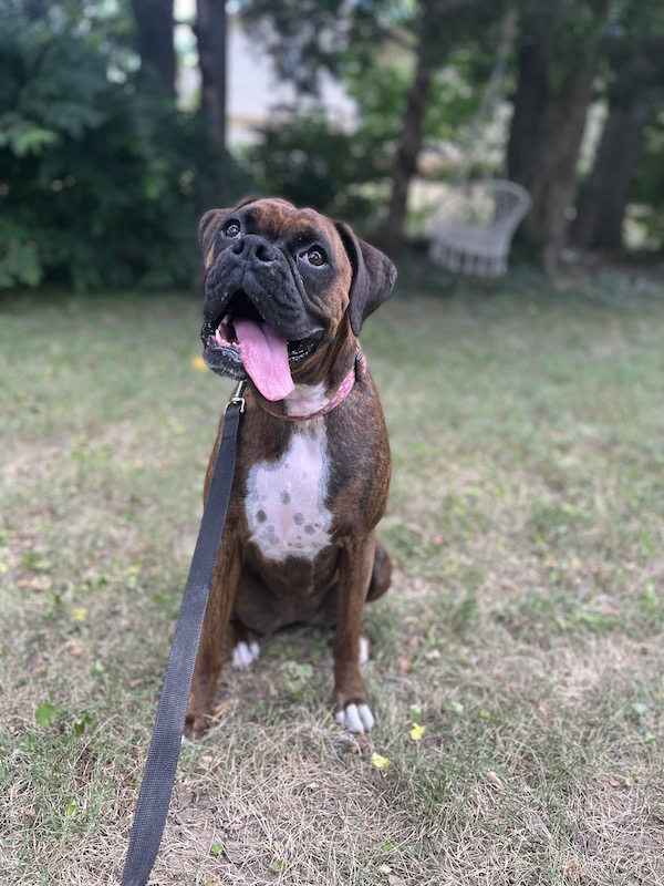 dog sitting in the shade