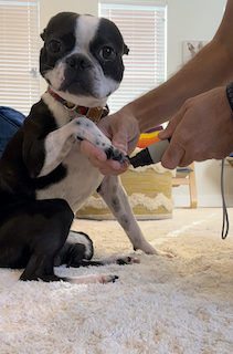 Using positive reinforcement to trim dog's nail