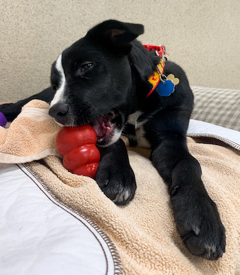 puppy eating out of a kong toy chewing cute