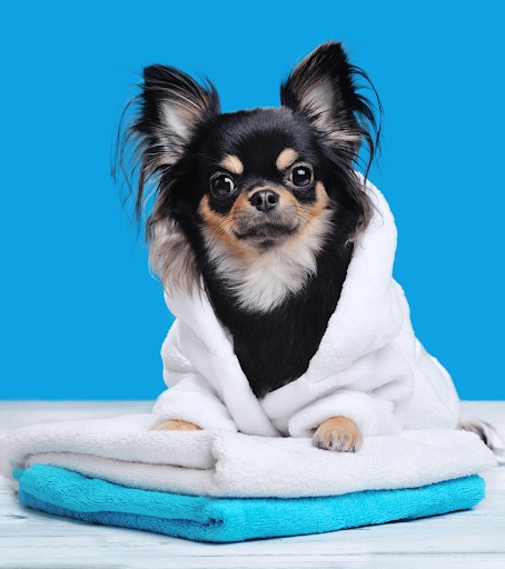 Dog wrapped in a towel