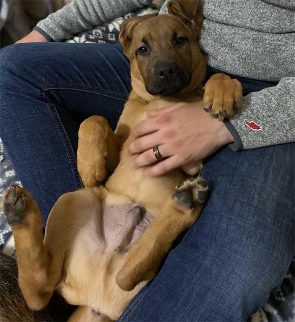Puppy lying upside down in a lap