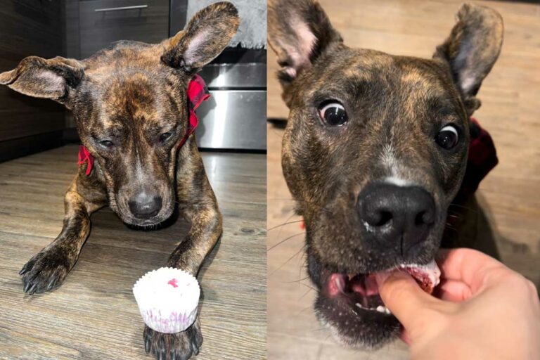 Valentine's Day Cupcakes for Dogs