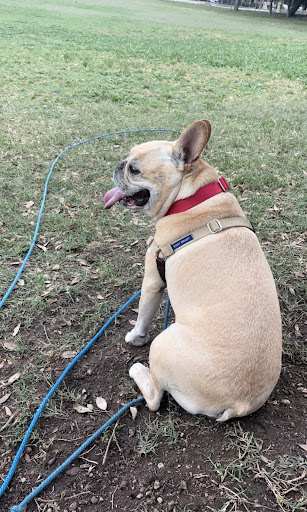 Frenchie at West Austin Neighborhood Park