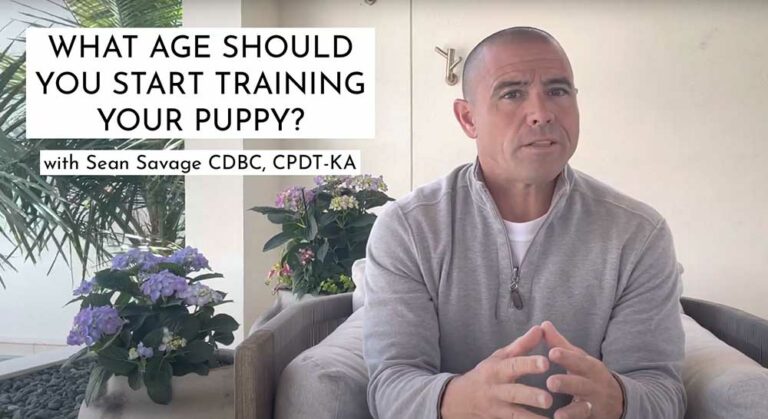 When to start training a puppy