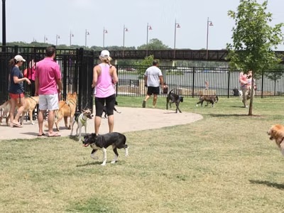 Dogs at local park around Dallas