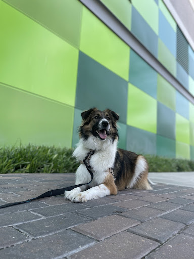 Whole Foods Green Checkered Wall Photo