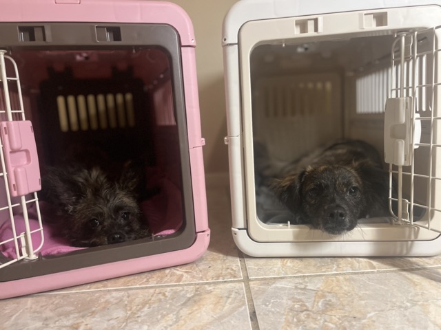 Crate training dogs