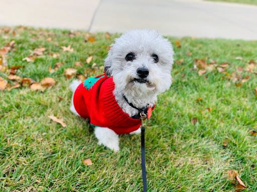 Dog wearing a sweater to keep warm