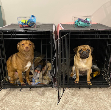 Pug and another little dog in crates together looking cute