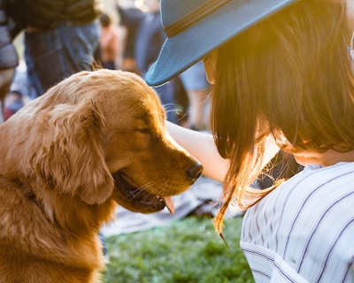 Golden retriever looking lovingly at owner at event