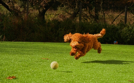 Doodle puppy chasing a ball on green lawn