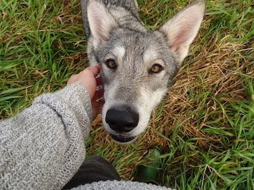 Person reaching out to a wolf dog