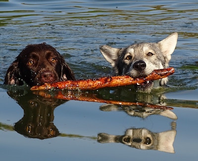 Wolf dog and labrador retriever with stick swimming in the water