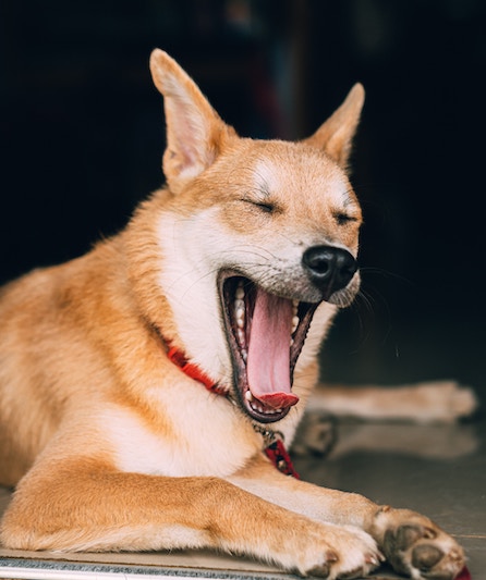 Beige dog yawning