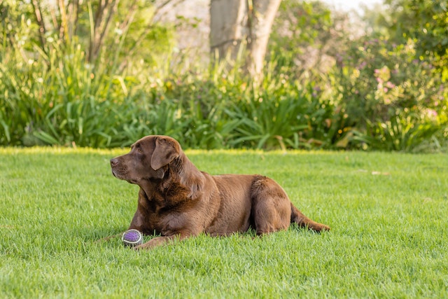Labrador retriever with a tennis ball