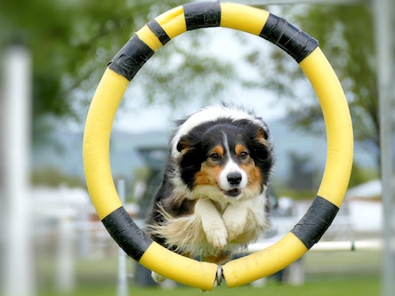 Dog jumping through hoop agility course