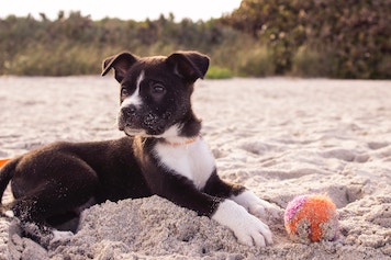 cute puppy in the sand with a ball