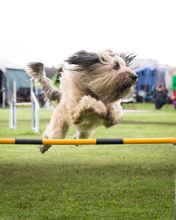 Dog jumping over hurdle in agility course