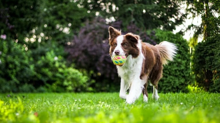 Dog fetching a ball