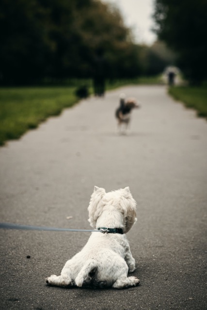 Dog approaching another dog