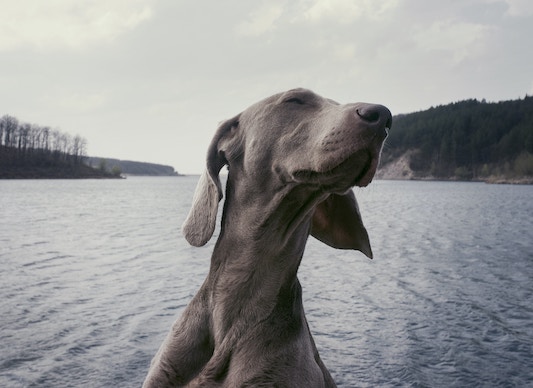 Weimaraner Happy and Peaceful Eyes Closed at Lake