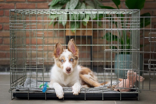 cute aussie puppy in the crate with blue eyes lying down