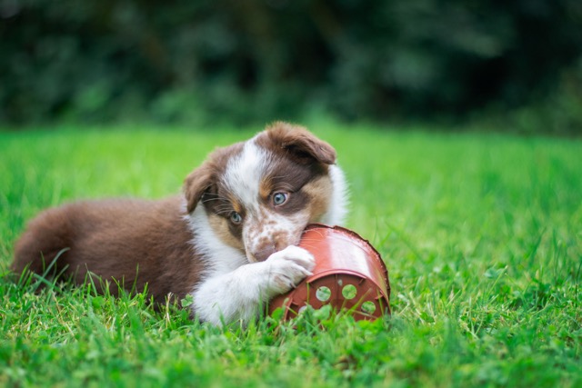 Puppy chewing on planter