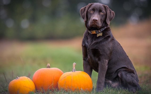 Labrador retriever with pumpkins outside sit stay
