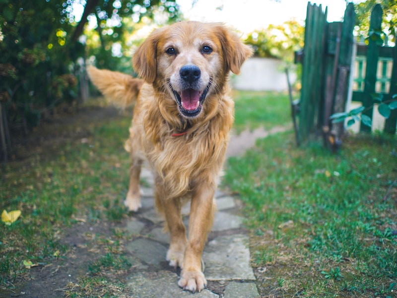 Retriever in the yard