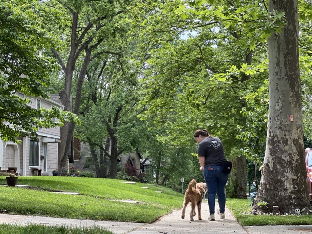 Puppy walking on leash