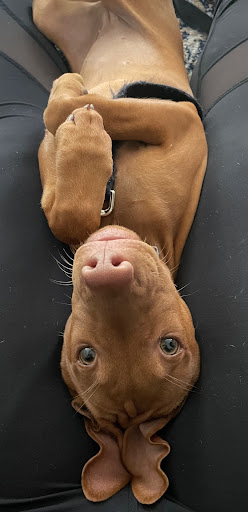 Puppy body handling