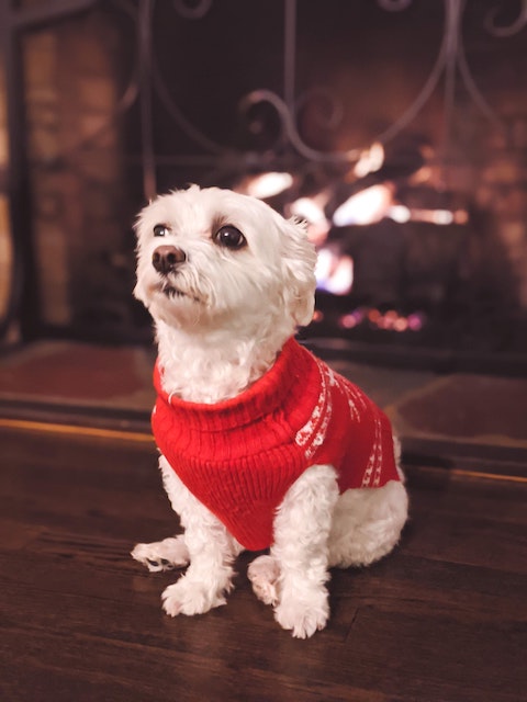 Dog wearing a holiday sweater