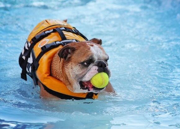 Bulldog swimming