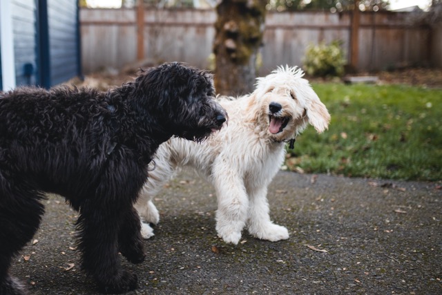 Dogs off leash