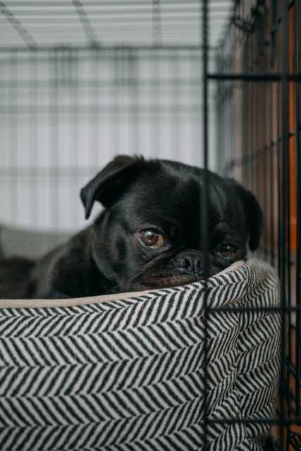 Crate training shop pug at night