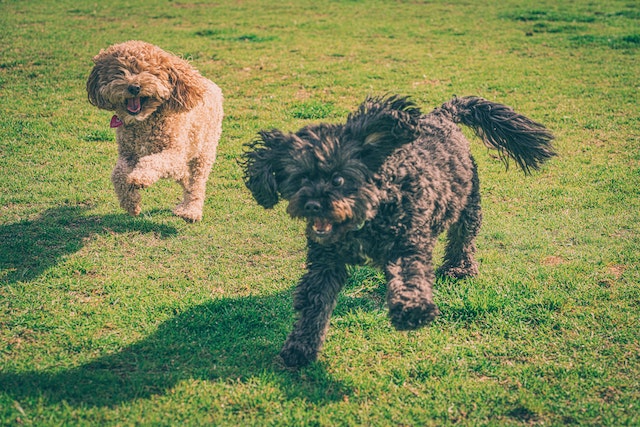 Dogs running at a park