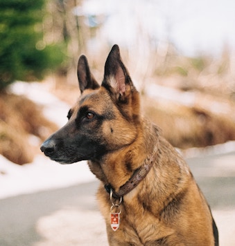 German Shepherd looking into the distance mouth closed