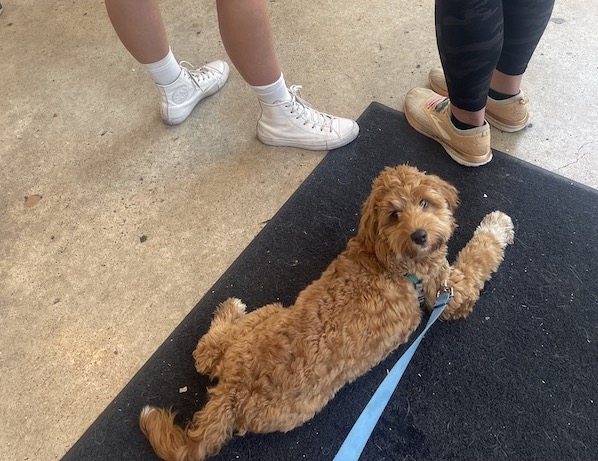 Puppy waiting in line at Greater Goods Coffee