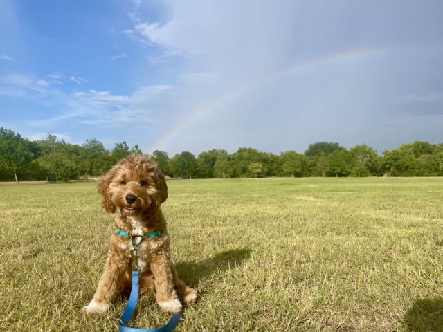 St. Patrick's Day dog sitting by a rainbow