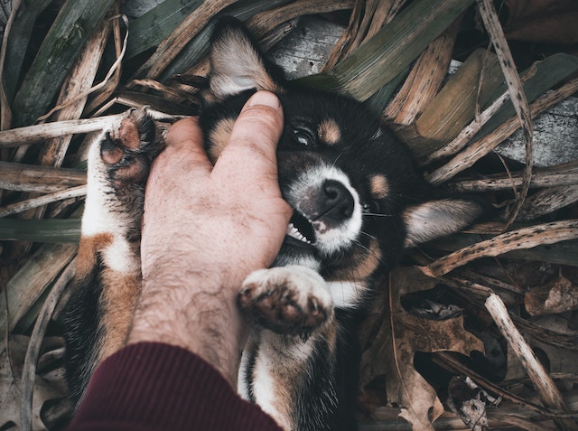 puppy play biting on a man's hand