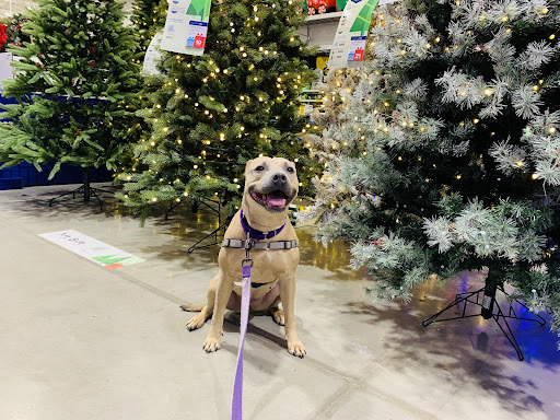 Dog sitting by Christmas trees
