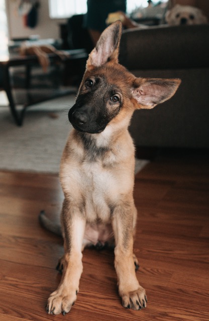 German Shepherd puppy head tilt