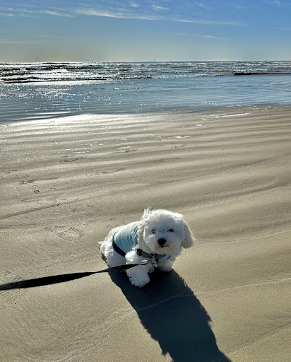 Beach near Houston - dog-friendly
