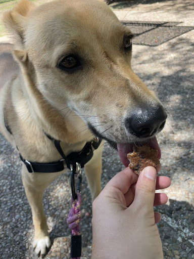 Dog eating spring dog cookies